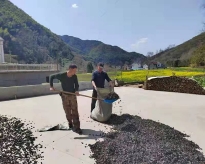 一手抓防疫 一手拓业务--宝鸡市果品副食公司积极开展木耳收购工作